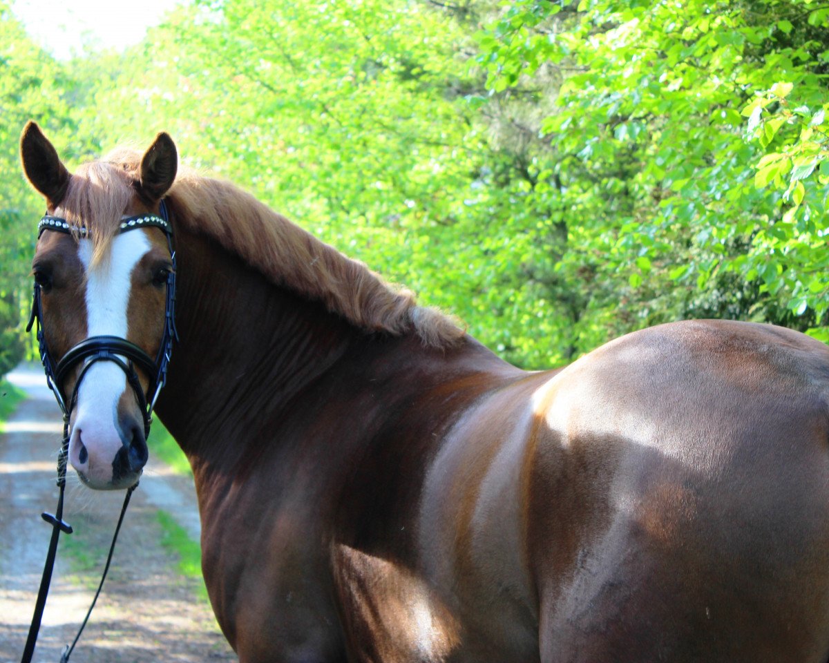 Dressurpferd Heitholms Mr. Magic (Deutsches Reitpony, 2013, von Petit Magic Colour)