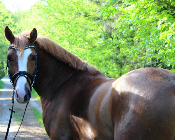 Dressurpferd Heitholms Mr. Magic (Deutsches Reitpony, 2013, von Petit Magic Colour)