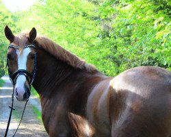 Dressurpferd Heitholms Mr. Magic (Deutsches Reitpony, 2013, von Petit Magic Colour)