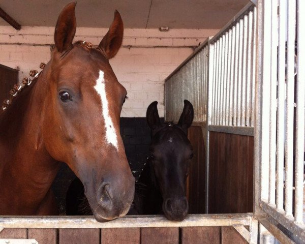 broodmare Die Adele (Oldenburg, 2005, from Dimaggio)