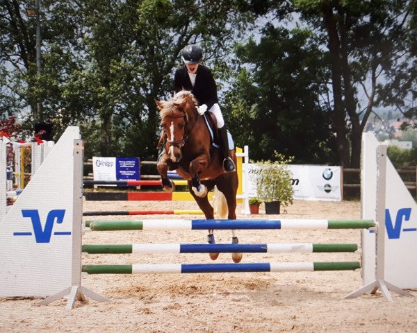 dressage horse Arvalon Ricadonna (Welsh-Cob (Sek. C), 2008, from Synod Roxbury)