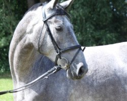 jumper Geometrik (Hanoverian, 2012, from Grey Top)
