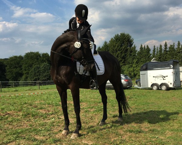 Dressurpferd Enjoy 74 (Trakehner, 2001, von Sixtus)