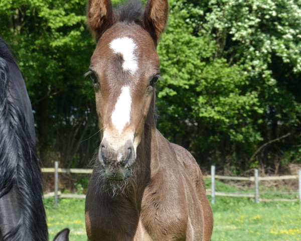 Springpferd Quido R Z (Westfale, 2016, von Quickly de Kreisker)