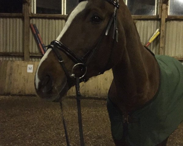 broodmare Wildrose (Hanoverian, 2003, from Wilawander xx)