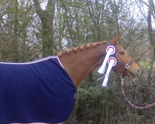 dressage horse Cheyen Ha (German Riding Pony, 2011, from Orlando 270)