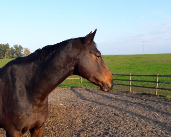 horse Willox 6 (Bavarian, 2007, from Wetten Dass)