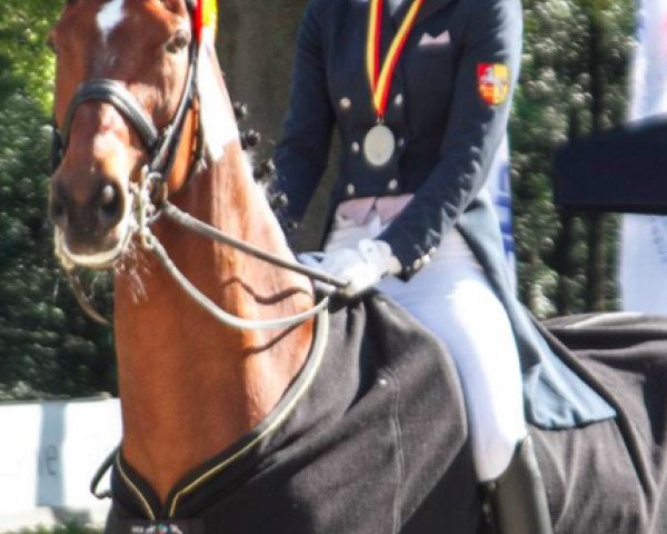 dressage horse Lousiana K (Hanoverian, 2001, from Londonderry)