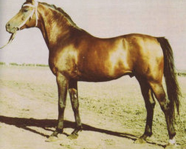 stallion Topal (Arabian purebred, 1958, from Priboj 1944 ox)