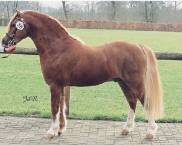 stallion Domeniek (Welsh mountain pony (SEK.A), 1999, from Vechtzicht's Cymro Bach)