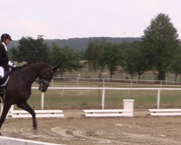 Reitturnier Menden 2018