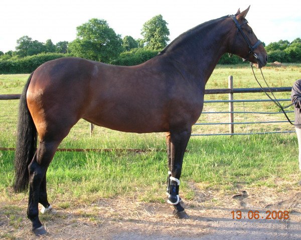 broodmare Kurfuerstin (Oldenburg, 2000, from Landjonker (Fruhling))