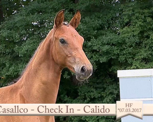 Pferd Carlsson (Hannoveraner, 2017, von Casallco)
