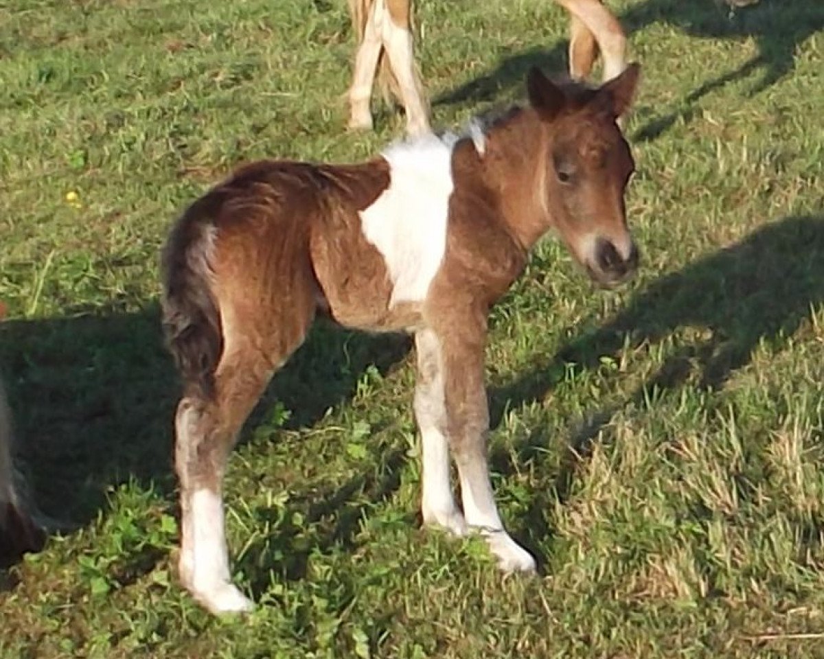 Fattrice Isarons Fioletta Kronprinzessin (Shetland Pony, 2017, di Kronprinz van den Niederlanden)