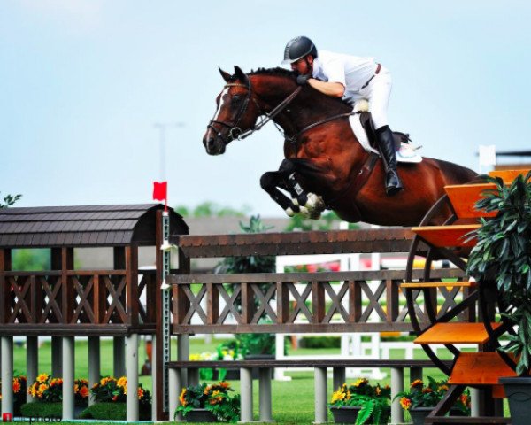 jumper Domburg van de Rechri (Belgian Warmblood, 2003, from Heartbreaker)