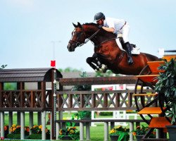 jumper Domburg van de Rechri (Belgian Warmblood, 2003, from Heartbreaker)