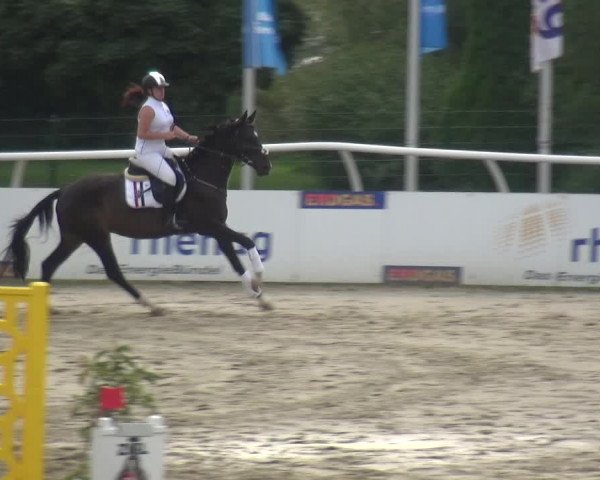 Reitturnier Hachenburg 2018