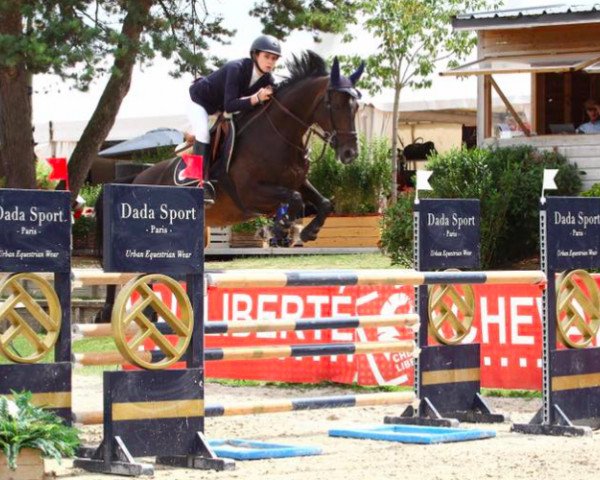 Zuchtstute Dera B (KWPN (Niederländisches Warmblut), 2008, von Tangelo van de Zuuthoeve)