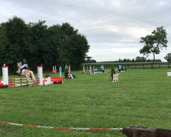 jumper Alex 670 (Haflinger, 2003, from Albatros (3,125% ox))