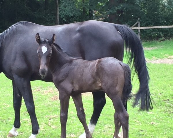 horse Magic Man F (KWPN (Royal Dutch Sporthorse), 2017, from Kannan)