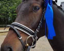 Dressurpferd Weltenbummler 68 (Deutsches Reitpony, 2013, von Wilky May FH)