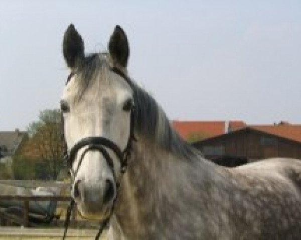 broodmare Katjuschka CM (Trakehner, 1995, from Matador)