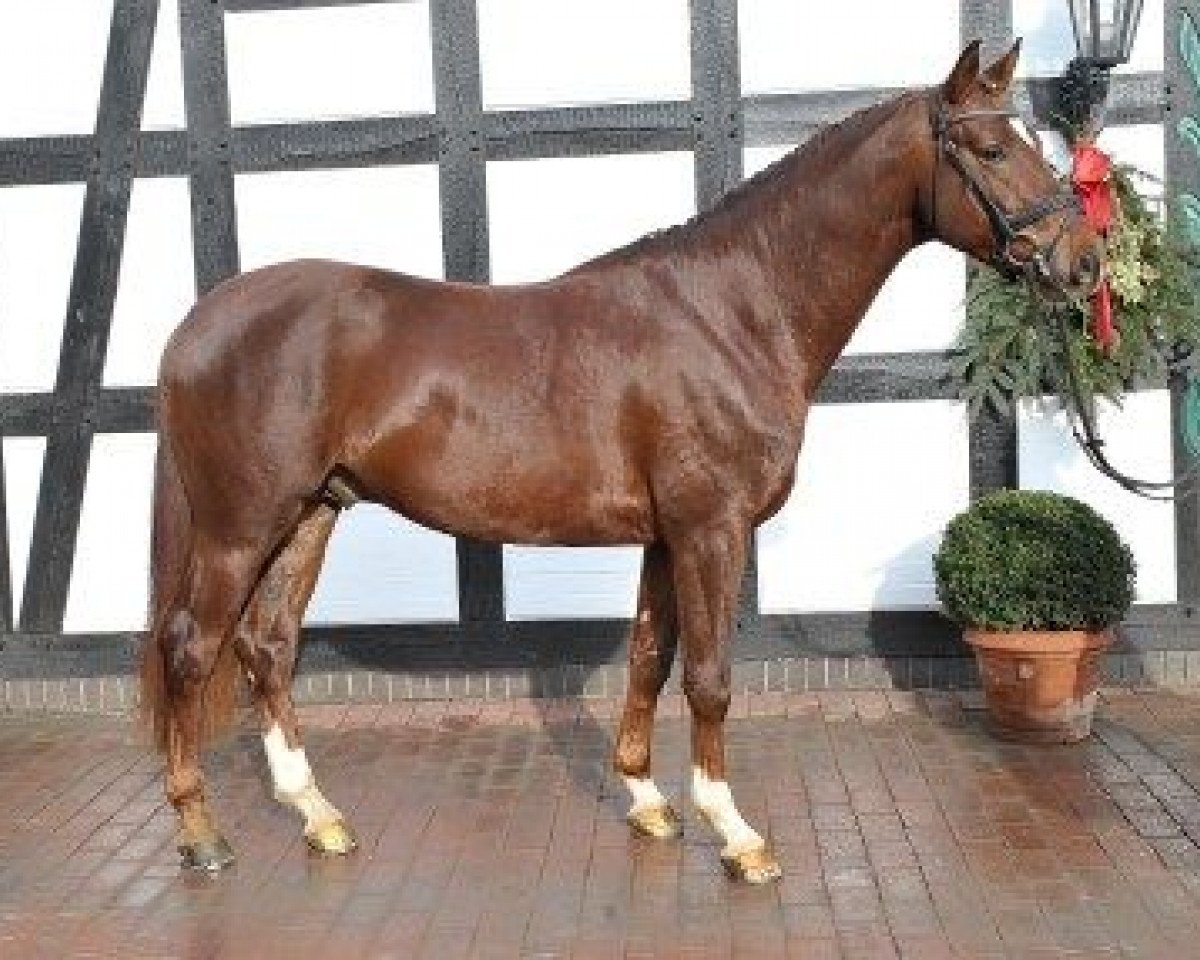 Pferd Haydn GO (Trakehner, 2006, von Blitz und Donner)
