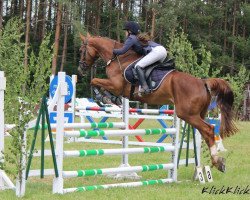 jumper Quickly 28 (German Sport Horse, 2012, from Quintus Gold)
