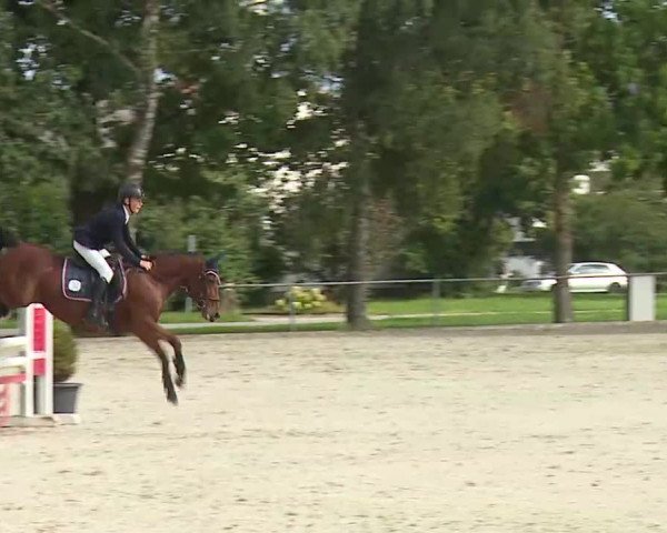 Süddeutsche Ponymeisterschaften Rot am See- Musdorf 2021