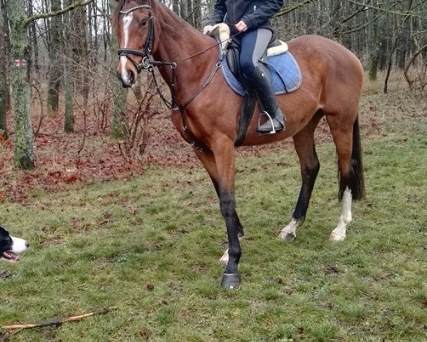 broodmare Kira xx (Thoroughbred, 2005, from Sholokhov xx)