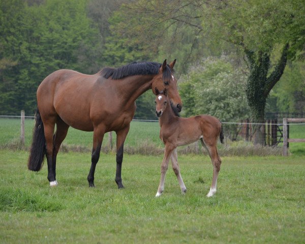 broodmare Quinoa N (Hanoverian, 2017, from Quantensprung 3)