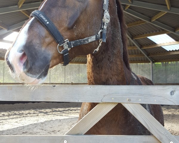 Pferd Don Sazoue (Westfale, 2013, von Don Frederic 3)