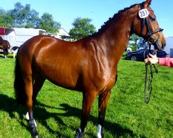 broodmare Fair Lady 387 (Holsteiner, 2013, from Cormint)