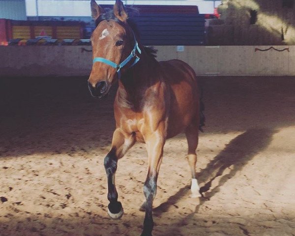 horse Cloud seven (Oldenburg show jumper, 2013, from Check In 2)