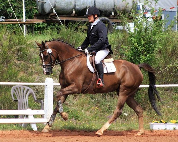 Geländepferd Timeless 17 (Oldenburger, 2013, von Totilas)