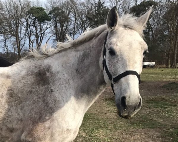 broodmare Stakita (Hanoverian, 2008, from Stenograph)