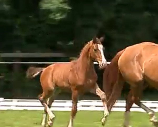 horse T-Rex (Hanoverian, 2017, from Totilas)