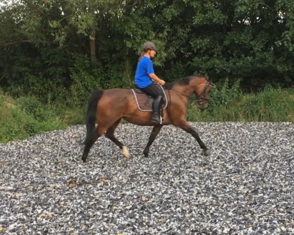 horse Tabitha (German Sport Horse,  )