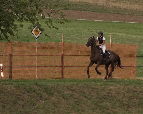 Springkonkurrenz Aadorf 2018