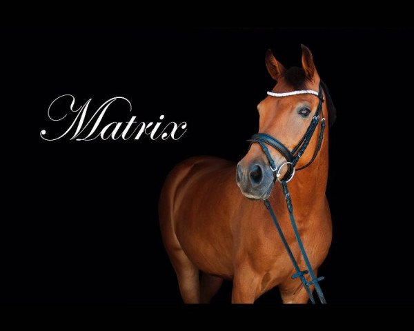 Springpferd Matrix 39 (Polnisches Warmblut, 2005, von Candy Man)