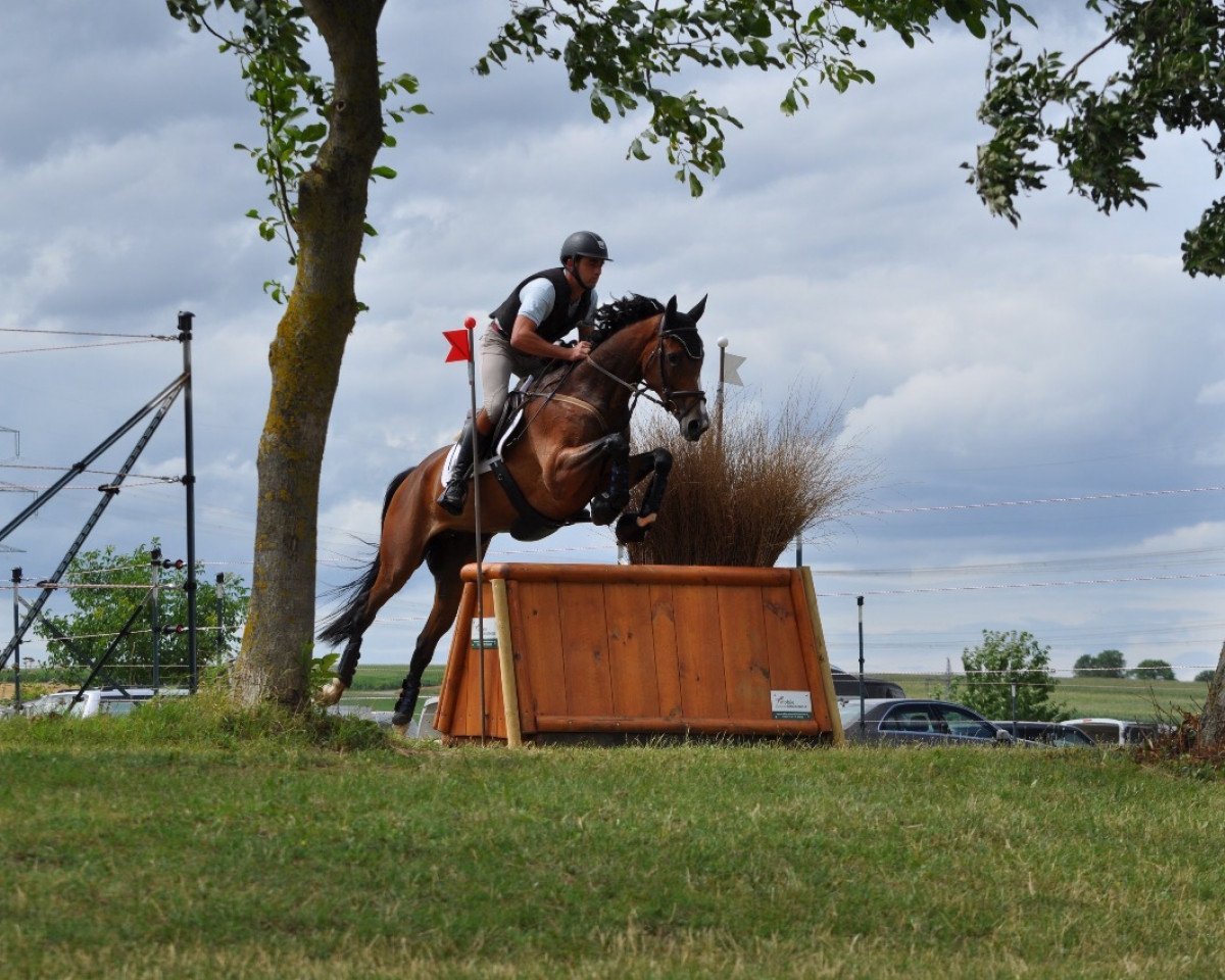 Skokový kůň FBW Clover (Württemberský kůň, 2011, od Conteur)