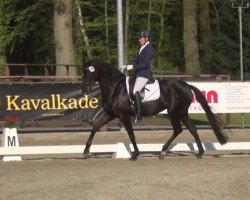 dressage horse Felicitas H (Oldenburg, 2011, from Fürstenball)