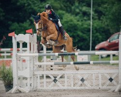 jumper Catoka 2 (Hanoverian, 2008, from Catoki)