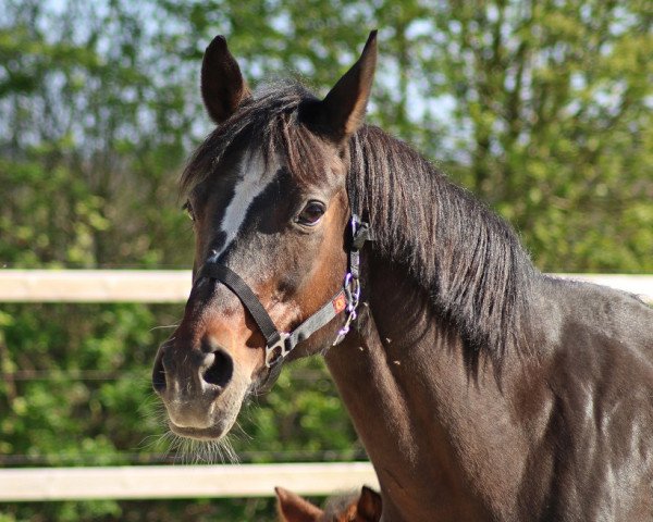 broodmare Colette (German Riding Pony, 1997, from Chantre B)