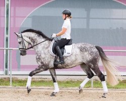 Dressurpferd Elaja JS (Hannoveraner, 2010, von Escudo I)