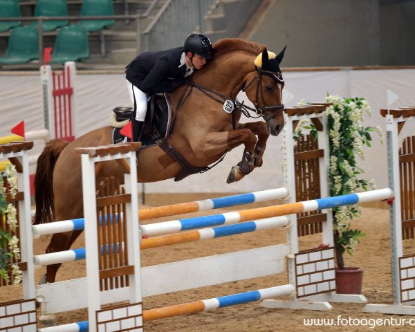 jumper Faron O'Hesseln (KWPN (Royal Dutch Sporthorse), 2010, from Chello III VDL)
