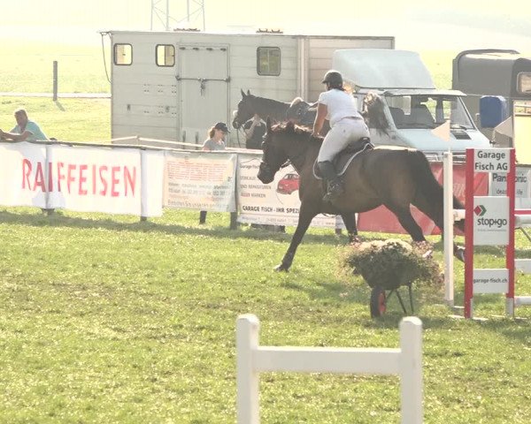 Springkonkurrenz Aadorf 2018