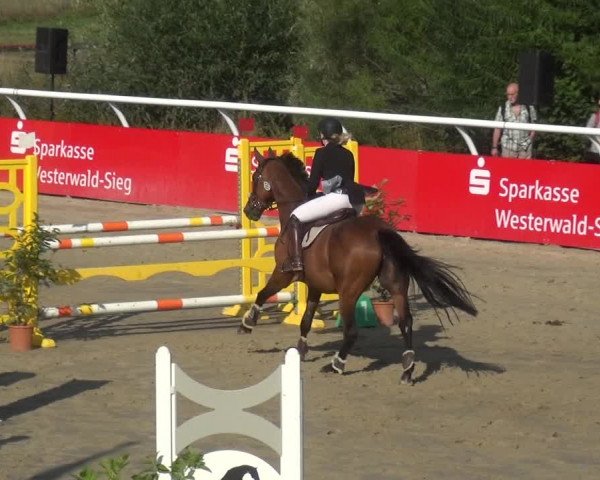 Reitturnier Hachenburg 2018