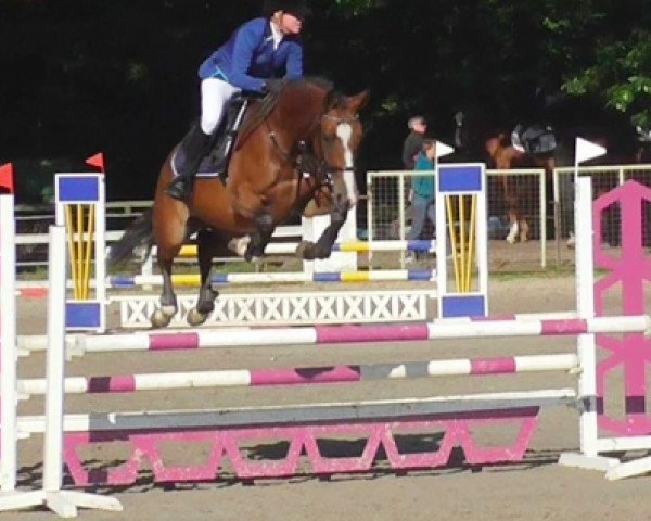 horse Liberte van de Molendreef (Belgian Warmblood, 2011, from Cooper van de Heffinck)