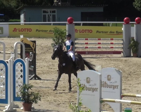 Reitturnier Hachenburg 2018